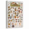 Vintage Mollusks and Marine Life Illustration - Nature Elements Wall Art