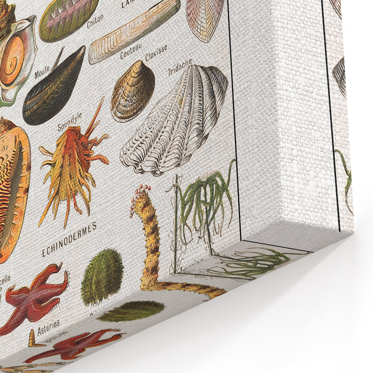 Vintage Mollusks and Marine Life Illustration - Nature Elements Wall Art