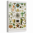 Vintage Oceanography Illustration - Nature Elements Wall Art Print