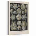 Vintage Blastoidea Illustration - Nature Elements Wall Art Print