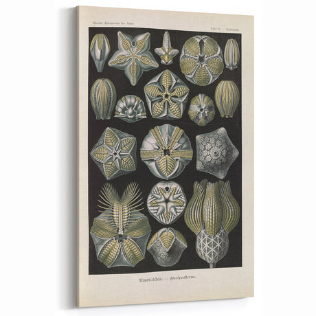 Vintage Blastoidea Illustration - Nature Elements Wall Art Print