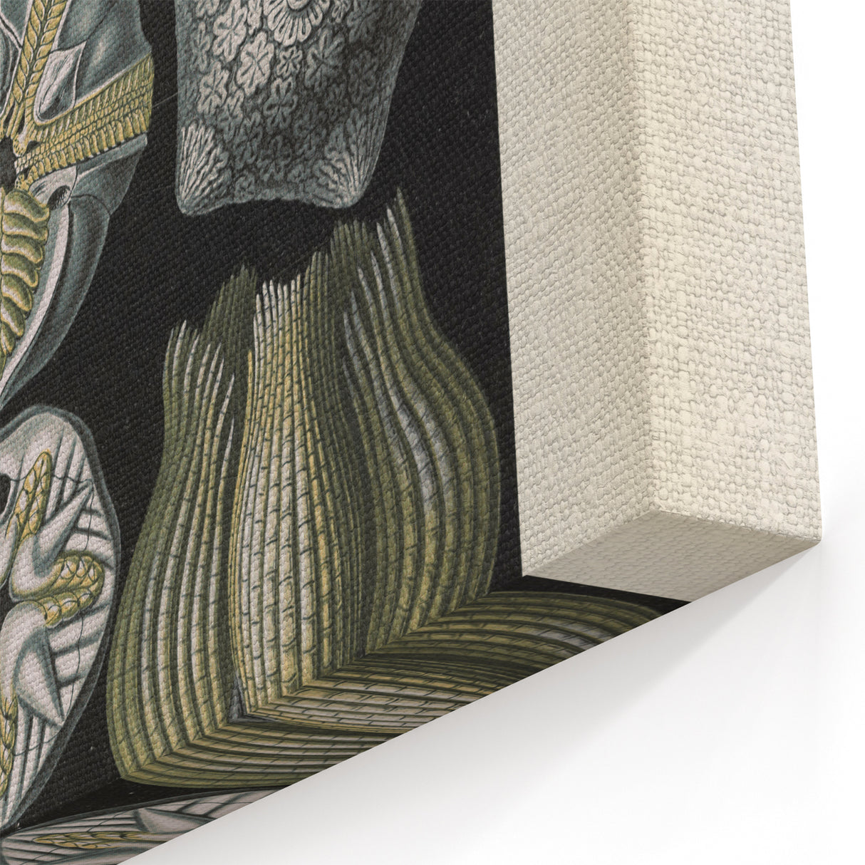 Vintage Blastoidea Illustration - Nature Elements Wall Art Print