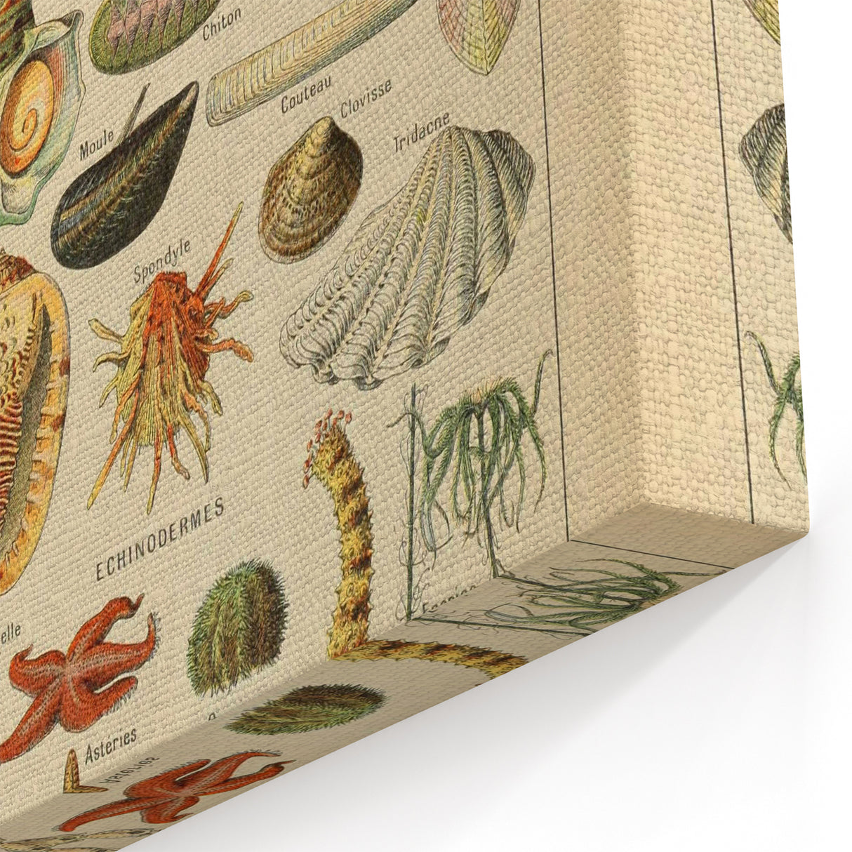 Vintage Marine Life Illustration - Nature Elements Wall Art Print