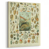 Vintage Mollusks Illustration - Nature Elements Wall Art Print