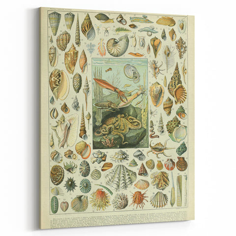 Vintage Mollusks Illustration - Nature Elements Wall Art Print