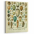 Vintage Egg Illustration - Nature Elements Wall Art Print