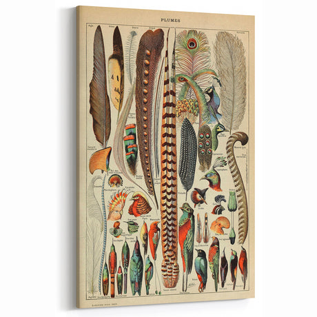 Vintage Bird Feathers Illustration - Nature Elements Wall Art Print