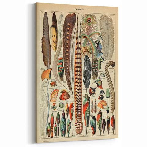 Vintage Bird Feathers Illustration - Nature Elements Wall Art Print