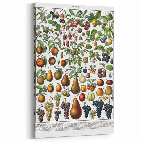 Botanical Art Prints – Vintage Fruit Illustrations for Home Decor