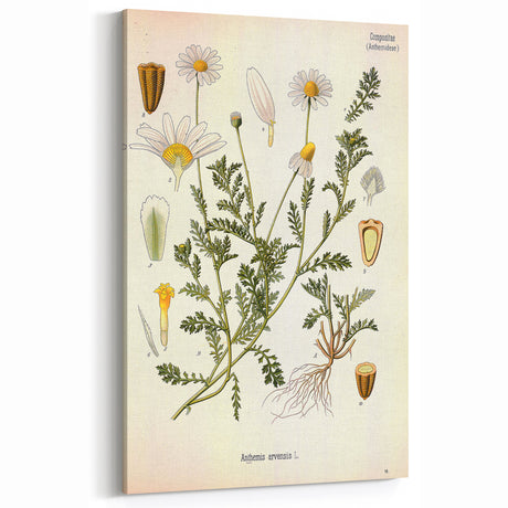 Vintage Botanical Art Print - Anthemis Arvensis Wild Chamomile