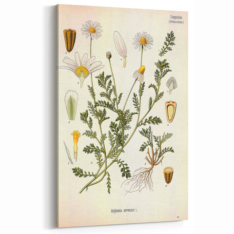 Vintage Botanical Art Print - Anthemis Arvensis Wild Chamomile