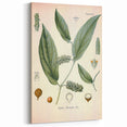 Vintage Botanical Art Print - Cubeba Officinalis Cubeb Pepper Illustration