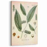 Vintage Botanical Art Print - Cubeba Officinalis Cubeb Pepper Illustration