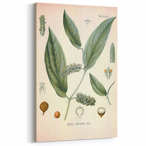 Vintage Botanical Art Print - Cubeba Officinalis Cubeb Pepper Illustration
