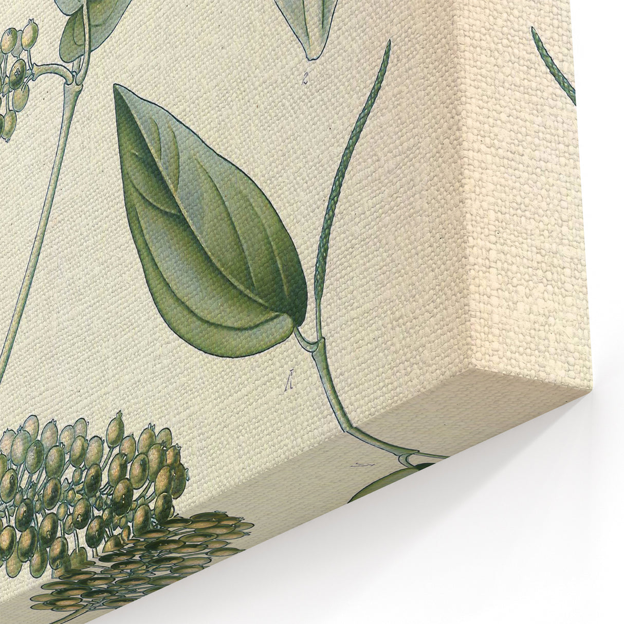 Vintage Botanical Art Print - Cubeba Officinalis Cubeb Pepper Illustration