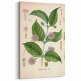 Vintage Botanical Art Print - Uncaria Gambir Gambir Plant Illustration