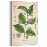 Vintage Botanical Art Print - Uncaria Gambir Gambir Plant Illustration