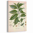 Vintage Botanical Art Print - Coffea Arabica Coffee Plant Illustration
