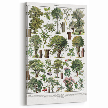 Vintage Botanical Tree Illustrations Art Print for Wall Decor