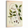 Vintage Botanical Illustration of Landolphia Vine Art Print