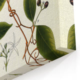 Vintage Botanical Illustration of Landolphia Vine Art Print