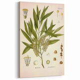 Vintage Botanical Illustration of Melaleuca Art Print
