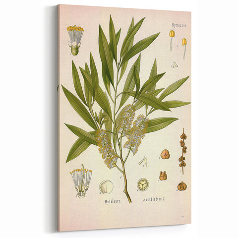Vintage Botanical Illustration of Melaleuca Art Print