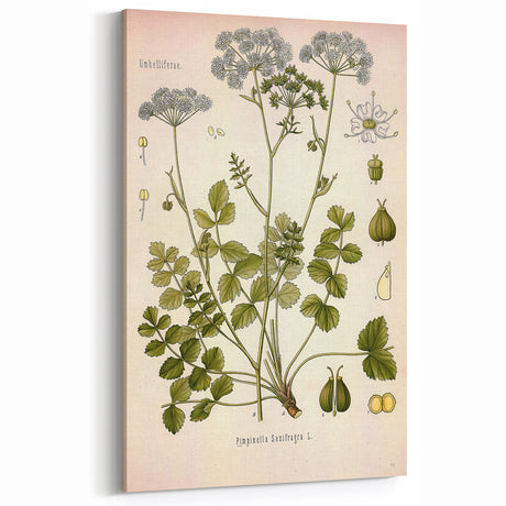 Vintage Botanical Illustration of Pimpinella Plant Art Print