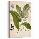 Vintage Botanical Illustration of Prunus Plant Art Print
