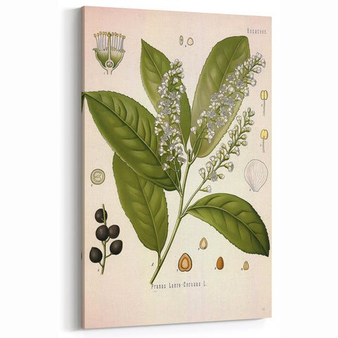 Vintage Botanical Illustration of Prunus Plant Art Print