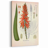 Vintage Botanical Illustration of Aloe Plant Art Print