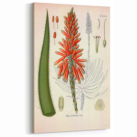 Vintage Botanical Illustration of Aloe Plant Art Print