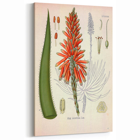 Vintage Botanical Illustration of Aloe Plant Art Print