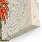 Vintage Botanical Illustration of Aloe Plant Art Print