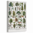 Vintage Botanical Illustration of Diverse Trees Art Print