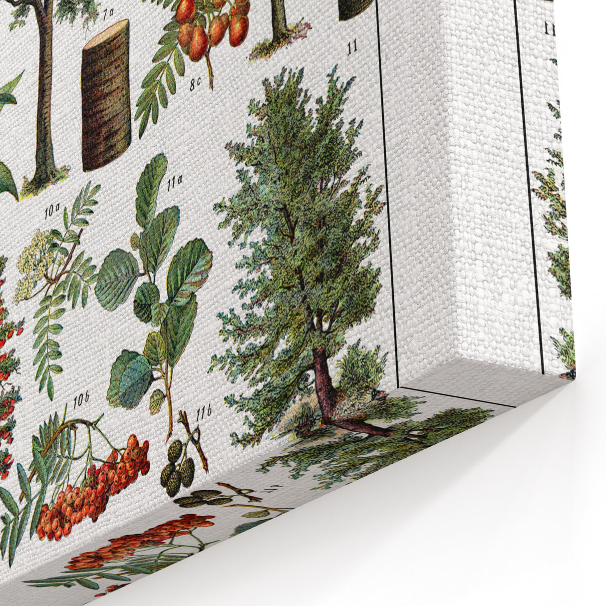 Vintage Botanical Illustration of Diverse Trees Art Print