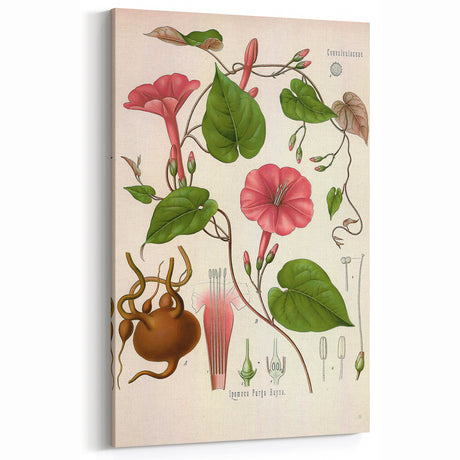Vintage Botanical Illustration of Ipomoea Plant Art Print