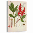 Vintage Botanical Illustration of Quassia Plant Art Print