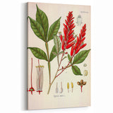 Vintage Botanical Illustration of Quassia Plant Art Print