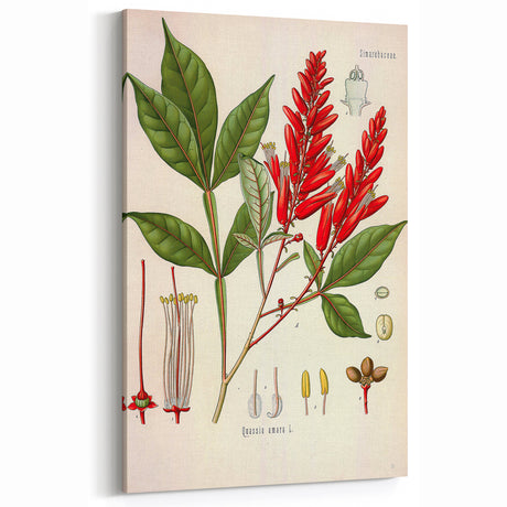 Vintage Botanical Illustration of Quassia Plant Art Print