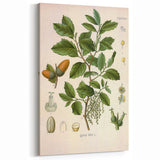 Vintage Botanical Illustration of Quercus Plant Art Print