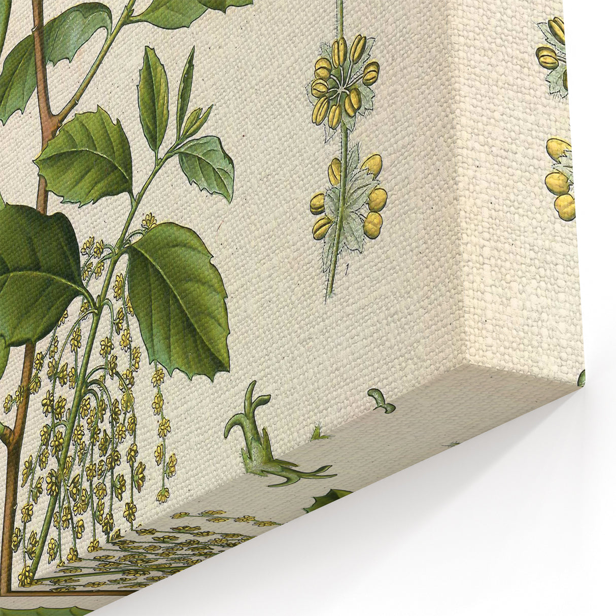 Vintage Botanical Illustration of Quercus Plant Art Print