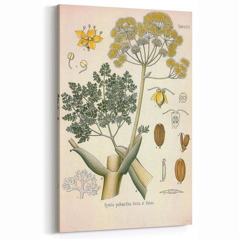 Vintage Botanical Illustration of Ferula Plant Art Print