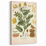Vintage Botanical Illustration of Cassia Plant Art Print