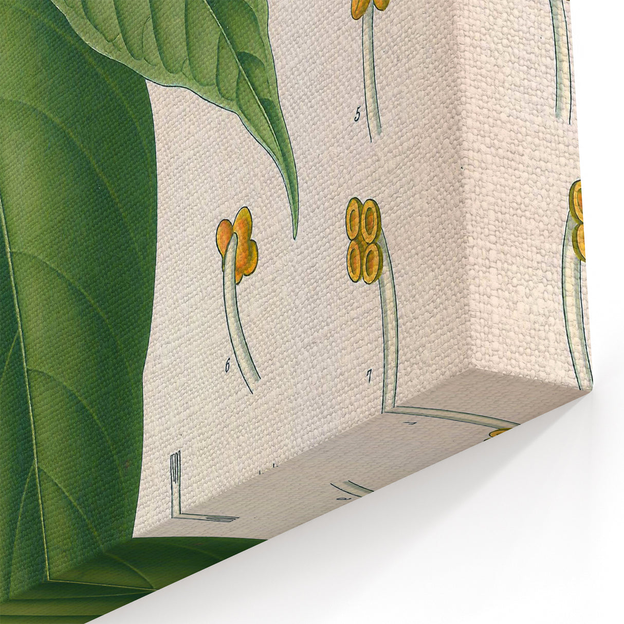 Vintage Botanical Illustration of Cacao Plant Art Print