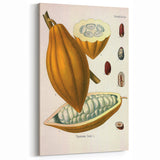 Vintage Botanical Illustration of Cacao Pod Art Print