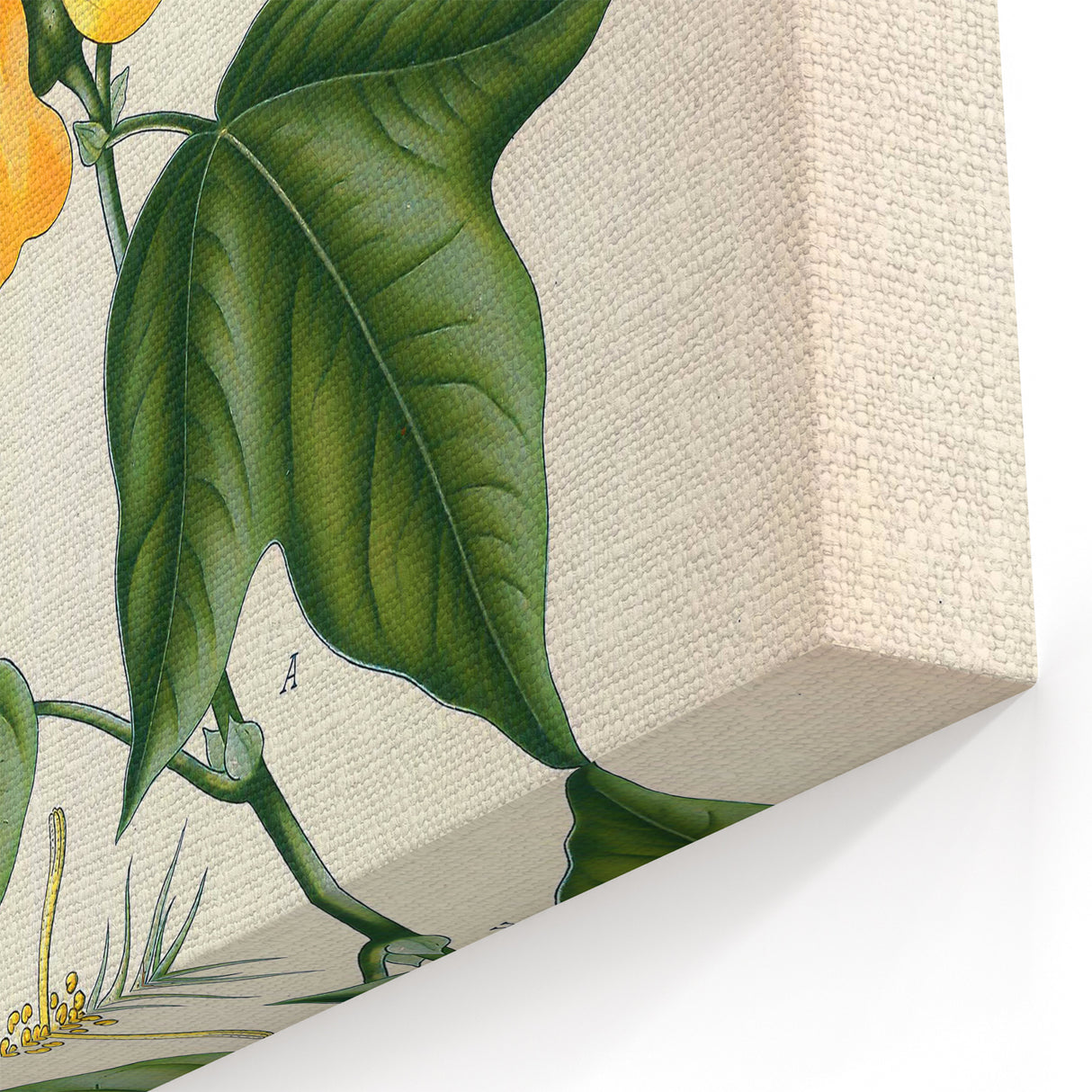 Vintage Botanical Illustration of Cotton Flower Art Print