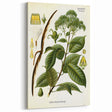 Vintage Botanical Illustration of Urceola Elastica Art Print