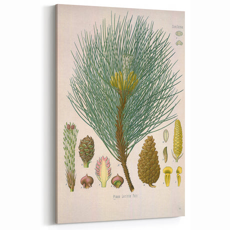 Vintage Botanical Illustration of Pinus Laricio Art Print
