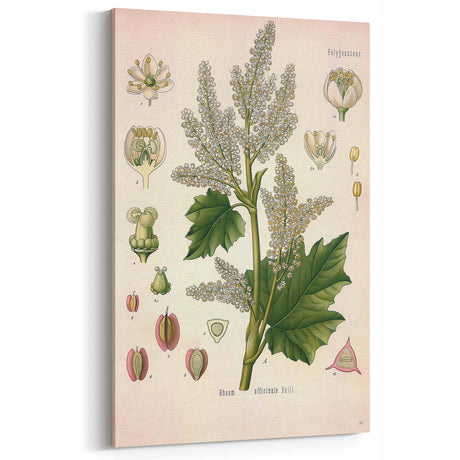 Vintage Botanical Illustration of Rheum officinale Art Print